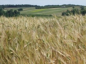 ЕК ще създаде „коридори на солидарността“ в помощ на износа на селскостопански стоки от Украйна