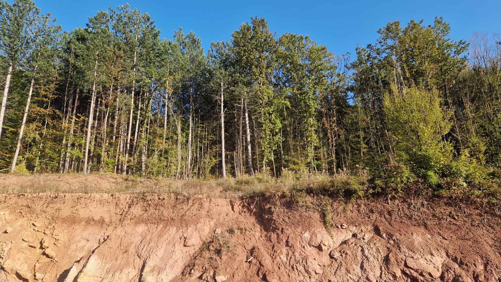 Канада ударно инвестира над 800 млн. долара в дървопреработването