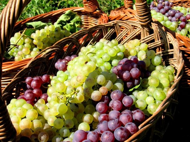 ЕК приема нови извънредни мерки в подкрепа на лозаро-винарския сектор