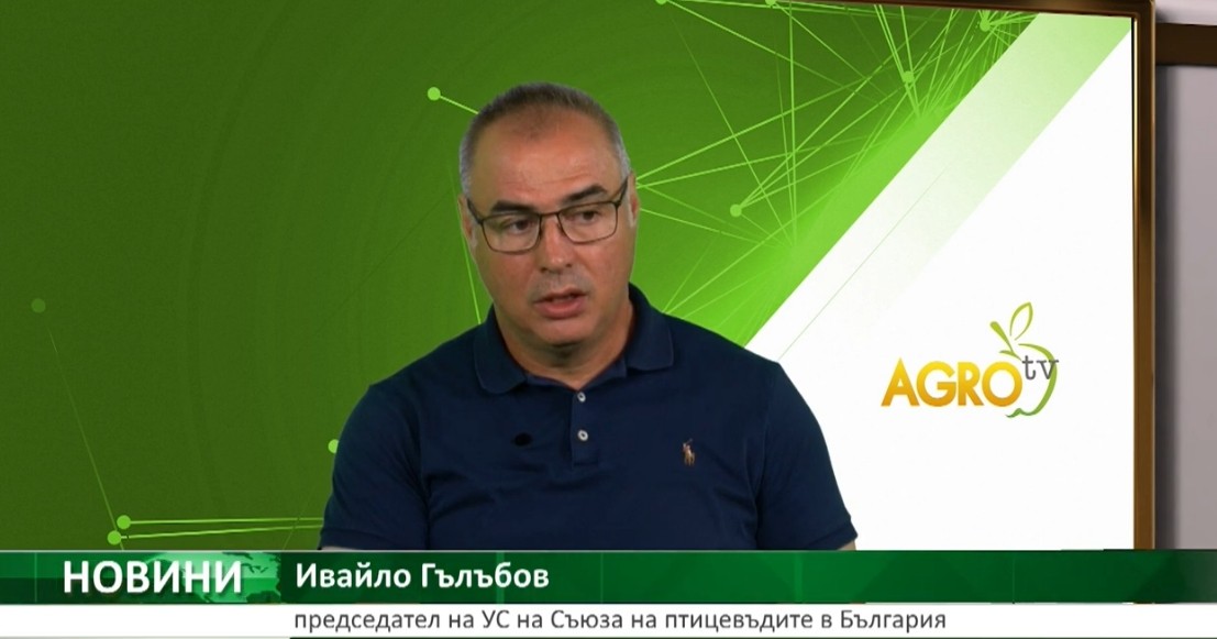 Птицевъдство: Каква е пазарната картина?