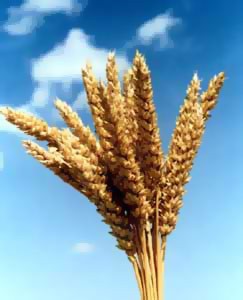 Прогнозите за зърнената реколта се повишават
